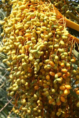 İsrail'in kuzeyinde yüksek palmiye ağaçları üzerinde bahçede tarihler olgunlaştı 