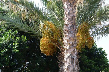 İsrail'in kuzeyinde yüksek palmiye ağaçları üzerinde bahçede tarihler olgunlaştı 