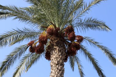 İsrail'in kuzeyinde yüksek palmiye ağaçları üzerinde bahçede tarihler olgunlaştı 