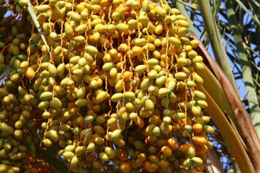 İsrail'in kuzeyinde yüksek palmiye ağaçları üzerinde bahçede tarihler olgunlaştı 