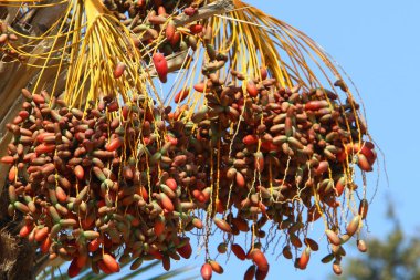 İsrail'in kuzeyinde yüksek palmiye ağaçları üzerinde bahçede tarihler olgunlaştı 