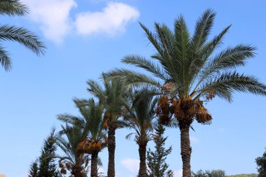 İsrail'in kuzeyinde yüksek palmiye ağaçları üzerinde bahçede tarihler olgunlaştı 