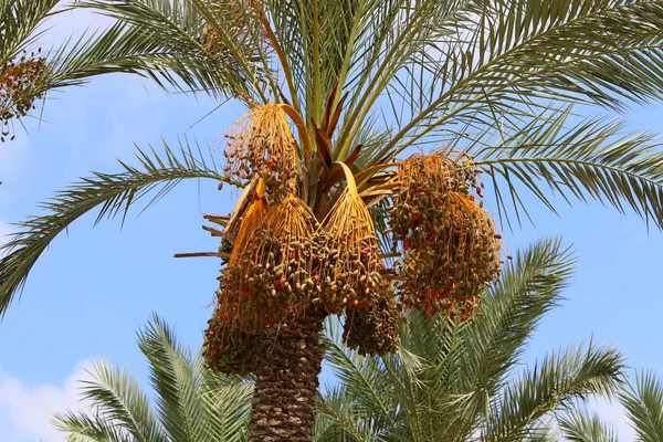 Tuin Hoge Palmbomen Het Noorden Van Israël Datums Zijn Gerijerd — Stockfoto