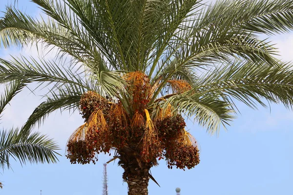 Nel Giardino Sulle Alte Palme Nel Nord Israele Date Sono — Foto Stock