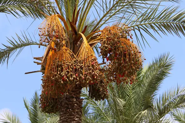Пальмовых Рощах Растущих Севере Израиля — стоковое фото