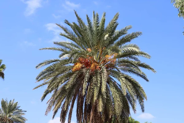 Srail Kuzeyinde Yüksek Palmiye Ağaçları Üzerinde Bahçede Tarihler Olgunlaştı — Stok fotoğraf