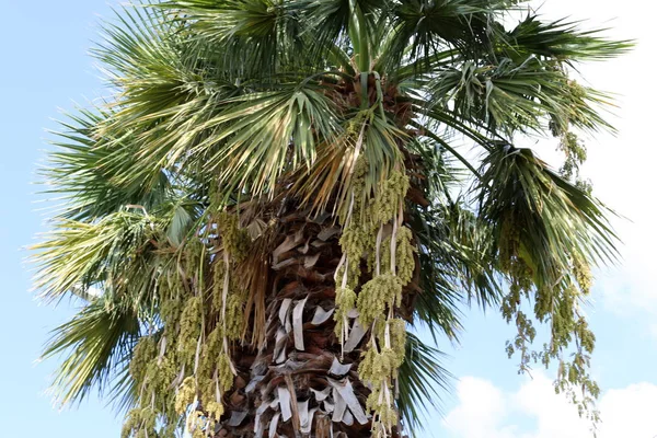 Garten Auf Hohen Palmen Norden Von Israel Sind Datteln Reif — Stockfoto