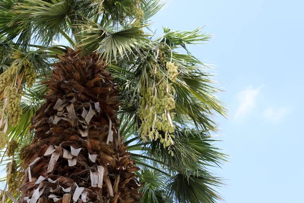 Garten Auf Hohen Palmen Norden Von Israel Sind Datteln Reif — Stockfoto