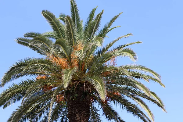 Srail Kuzeyinde Yüksek Palmiye Ağaçları Üzerinde Bahçede Tarihler Olgunlaştı — Stok fotoğraf