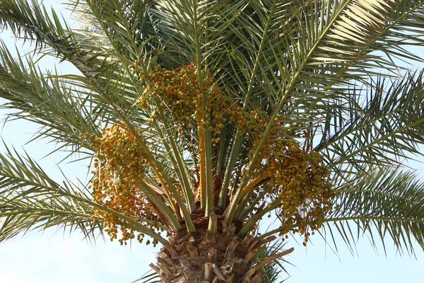Zahradě Vysokých Palmových Stromech Severu Izraele Dozrávalo — Stock fotografie