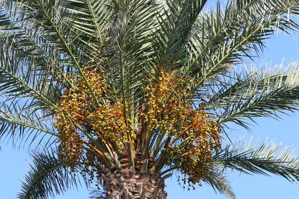 Jardín Las Altas Palmeras Norte Israel Las Fechas Han Madurado — Foto de Stock