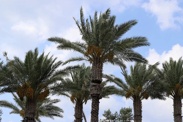 Garten Auf Hohen Palmen Norden Von Israel Sind Datteln Reif — Stockfoto