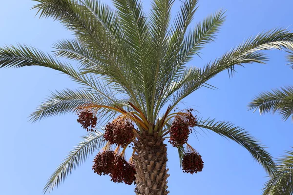 Nel Giardino Sulle Alte Palme Nel Nord Israele Date Sono — Foto Stock