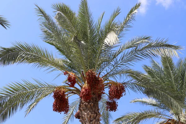 Dans Jardin Sur Les Hauts Palmiers Dans Nord Israël Dates — Photo