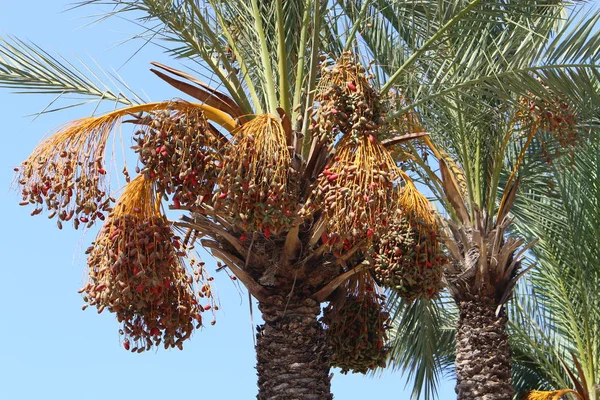 Dans Jardin Sur Les Hauts Palmiers Dans Nord Israël Dates — Photo