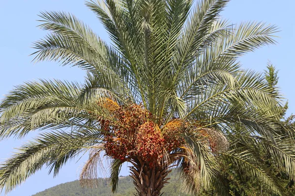 Jardín Las Altas Palmeras Norte Israel Las Fechas Han Madurado — Foto de Stock