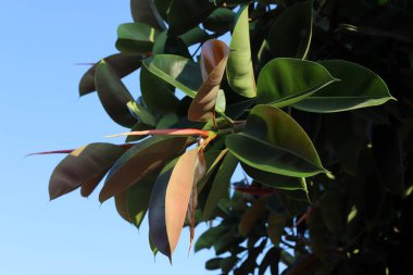 İsrail devletinin kuzeyinde bir ağaç üzerinde renkli sonbahar yaprakları  