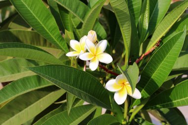 İsrail devletinin kuzeyinde bir ağaç üzerinde renkli sonbahar yaprakları  