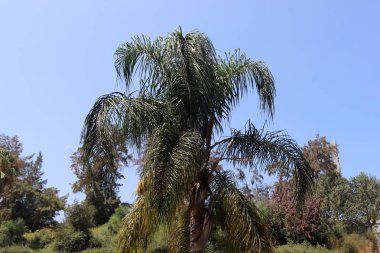 İsrail devletinin kuzeyinde bir ağaç üzerinde renkli sonbahar yaprakları  