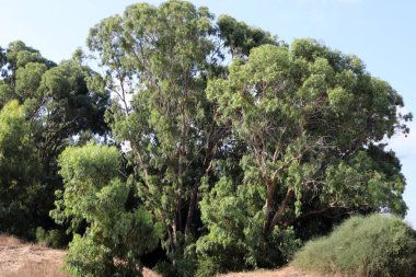İsrail devletinin kuzeyinde bir ağaç üzerinde renkli sonbahar yaprakları  