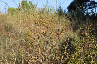 İsrail devletinin kuzeyinde bir ağaç üzerinde renkli sonbahar yaprakları  