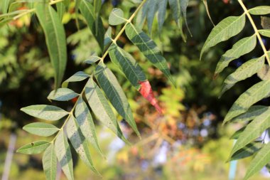 İsrail devletinin kuzeyinde bir ağaç üzerinde renkli sonbahar yaprakları  