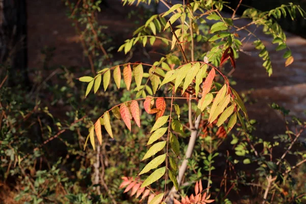 Красочные Осенние Листья Дереве Севере Израиля — стоковое фото