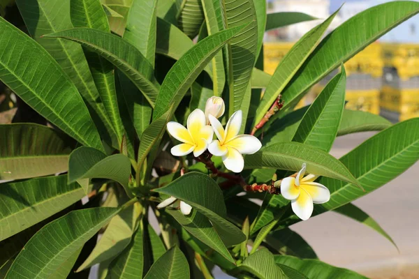 Kleurrijke Herfst Bladeren Een Boom Het Noorden Van Staat Israël — Stockfoto