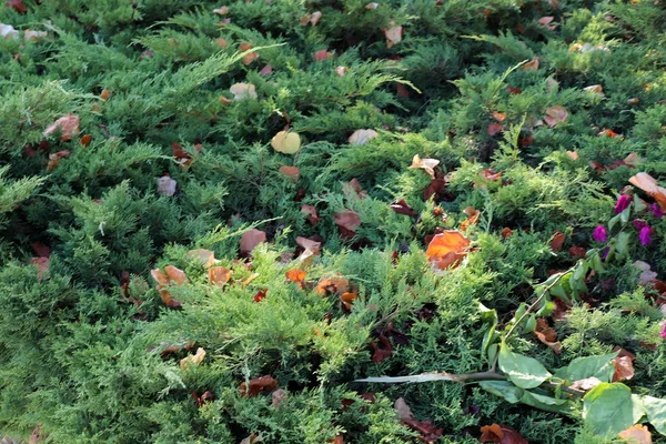 Farbenfrohe Herbstblätter Einem Baum Norden Des Bundesstaates Israel — Stockfoto