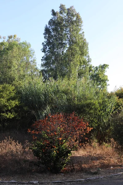 Foglie Autunnali Colorate Albero Nel Nord Dello Stato Israele — Foto Stock