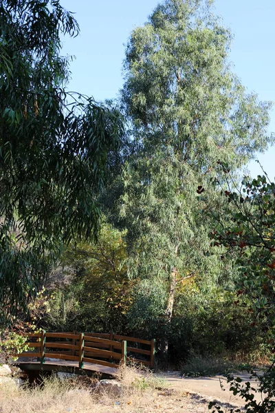 Färgglada Höstlöv Ett Träd Norra Delen Staten Israel — Stockfoto