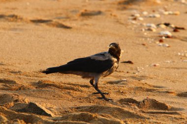 karga kuzey İsrail'de Akdeniz kıyılarında sahilde yiyecek arıyor 