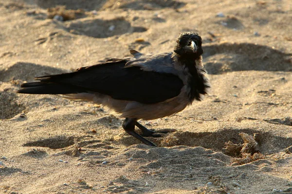 Corvo Está Procura Comida Praia Nas Margens Mar Mediterrâneo Norte — Fotografia de Stock