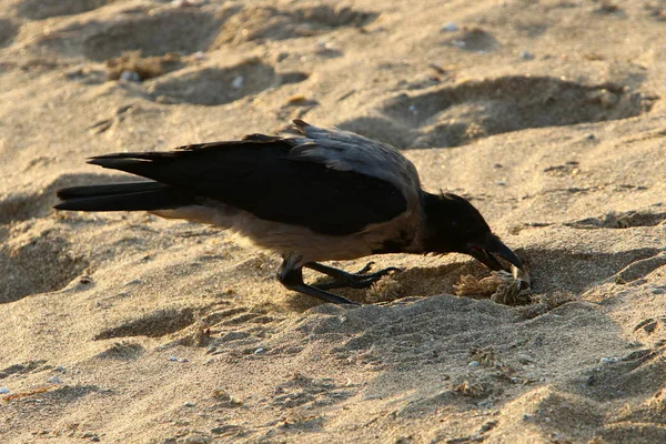 乌鸦在以色列北部地中海沿岸的海滩上寻找食物 — 图库照片