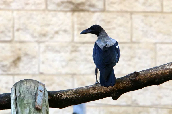 Crow Hledá Jídlo Pláži Březích Středozemního Moře Severním Izraeli — Stock fotografie