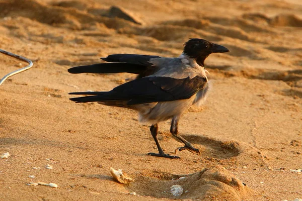 Ворона Шукає Їжу Пляжі Березі Середземного Моря Півночі Ізраїлю — стокове фото