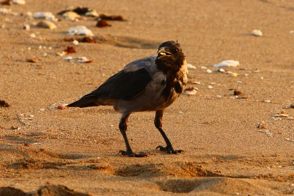 Crow Hledá Jídlo Pláži Březích Středozemního Moře Severním Izraeli — Stock fotografie