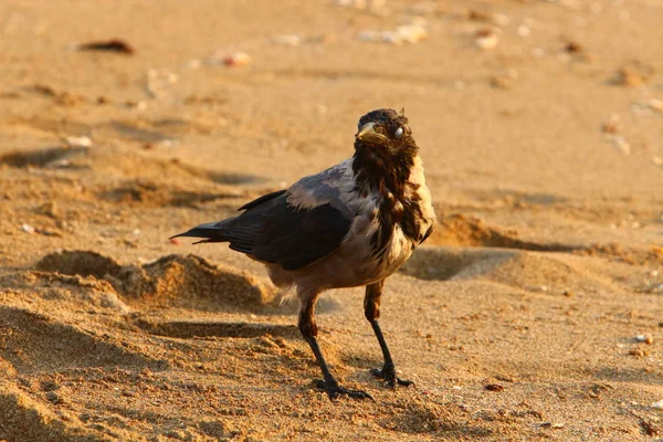 Cuervo Está Buscando Comida Playa Orillas Del Mar Mediterráneo Norte —  Fotos de Stock