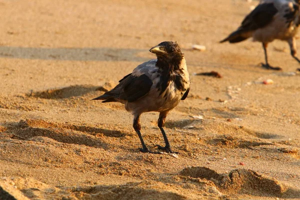 乌鸦在以色列北部地中海沿岸的海滩上寻找食物 — 图库照片