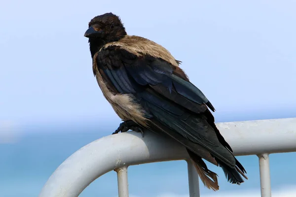 Ворона Ищет Еду Пляже Берегу Средиземного Моря Северном Израиле — стоковое фото