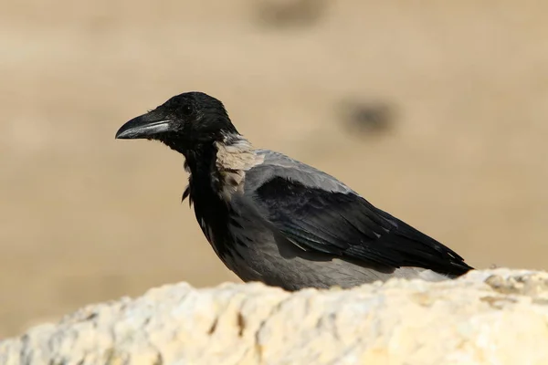 Crow Hledá Jídlo Pláži Březích Středozemního Moře Severním Izraeli — Stock fotografie