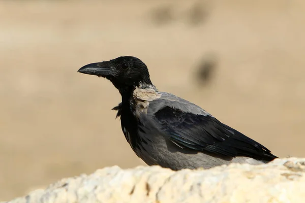 Krähe Sucht Nahrung Strand Mittelmeer Nordisrael — Stockfoto