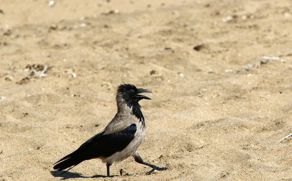 Corvo Está Procura Comida Praia Nas Margens Mar Mediterrâneo Norte — Fotografia de Stock