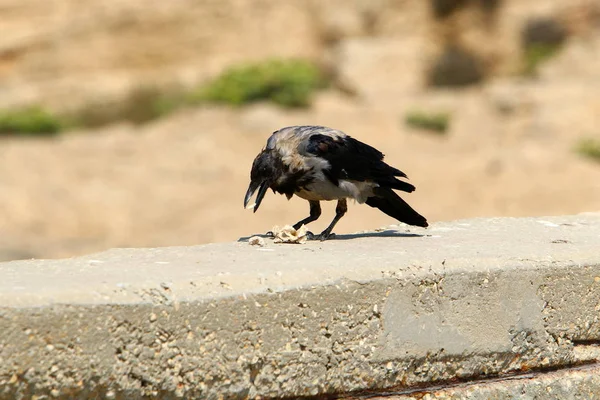 Crow Looking Food Beach Shores Mediterranean Sea Northern Israel — Stock Photo, Image