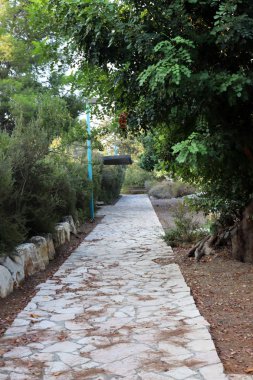 İsrail'in kuzeyinde Akdeniz kıyılarında bir şehir orman parkı sonbahar doğa 