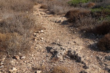 İsrail'in kuzeyinde Akdeniz kıyılarında bir şehir orman parkı sonbahar doğa 