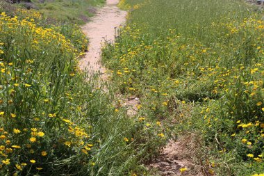 İsrail'in kuzeyinde Akdeniz kıyılarında bir şehir orman parkı sonbahar doğa 