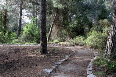 İsrail'in kuzeyinde Akdeniz kıyılarında bir şehir orman parkı sonbahar doğa 