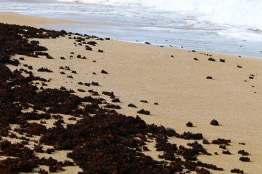 İsrail devletinin kuzeyinde Akdeniz'in ıssız kıyıları 