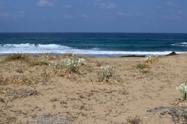 İsrail devletinin kuzeyinde Akdeniz'in ıssız kıyıları 